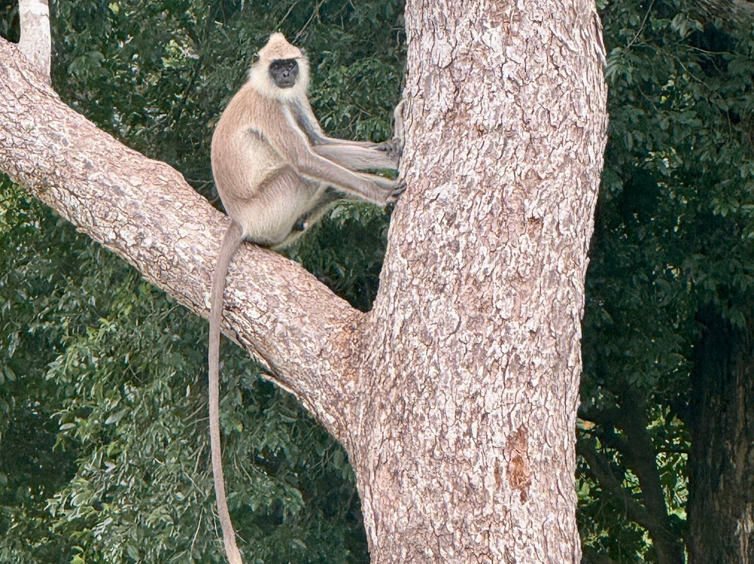 Lunugamvehera National Park By Wildtrails Safari-Thanamalwila必去景点