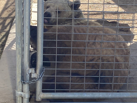 Forever Wild Exotic Animal Sanctuary-Phelan必去景点