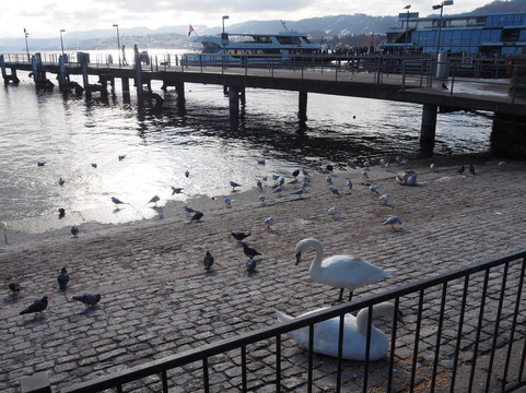 Bürkliplatz-苏黎世必去景点