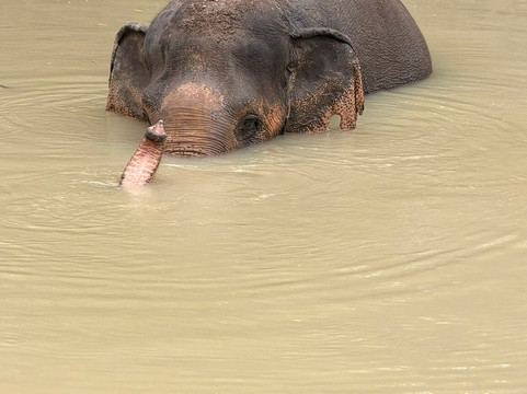Phuket Elephant Sanctuary-普吉岛必去景点