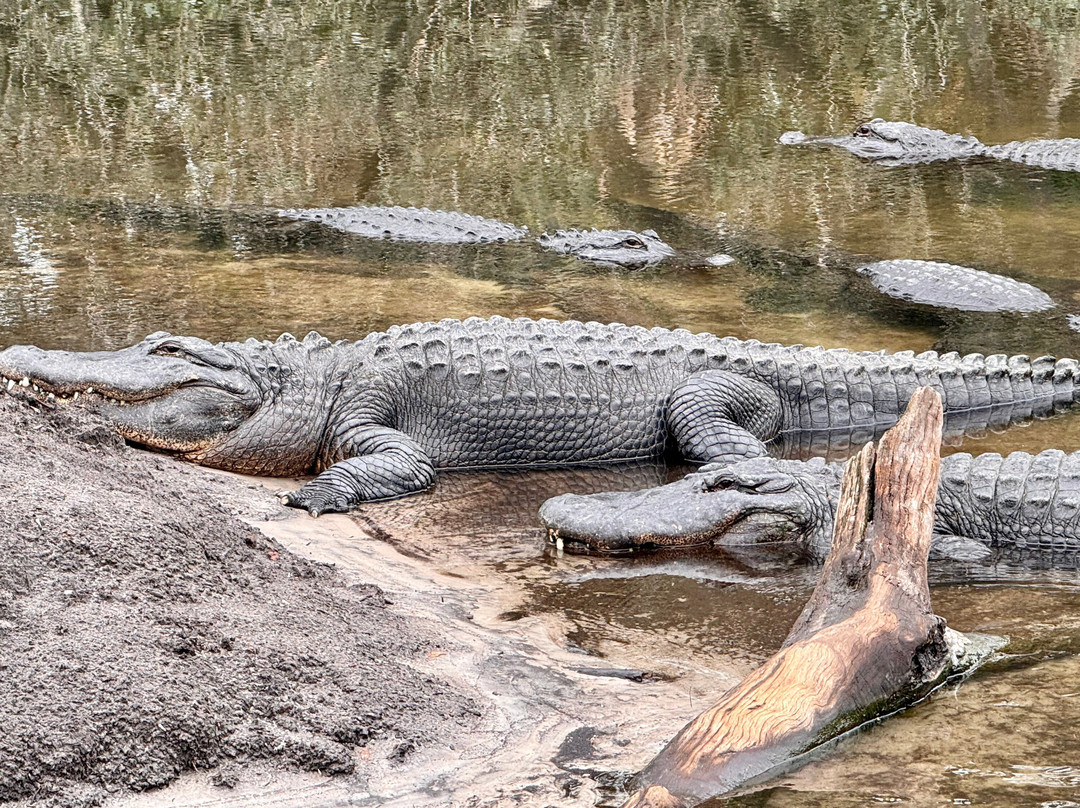 St. Augustine Wild Reserve-圣奥古斯丁必去景点