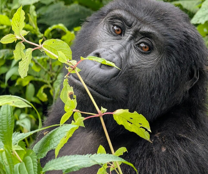 Virunga Gorilla Tours and Eco Safaris-Kisoro必去景点