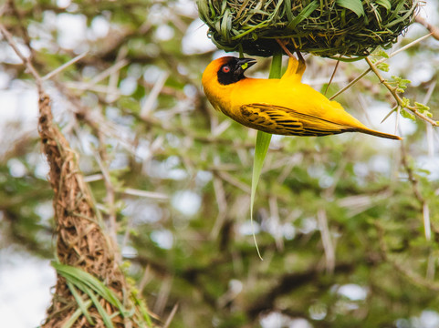 Great Escape Trails-莫西必去景点