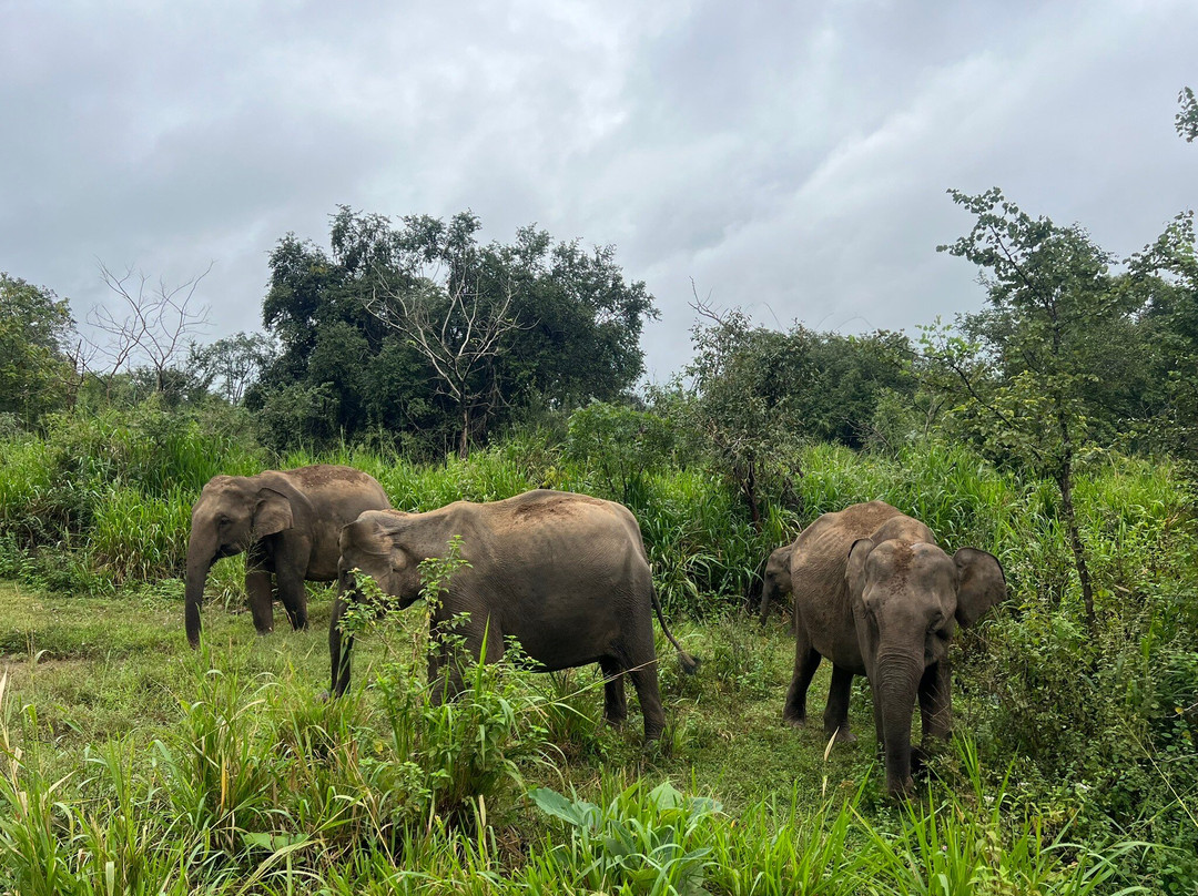 Minneriya Jeep Safari & Tours-锡吉里亚必去景点