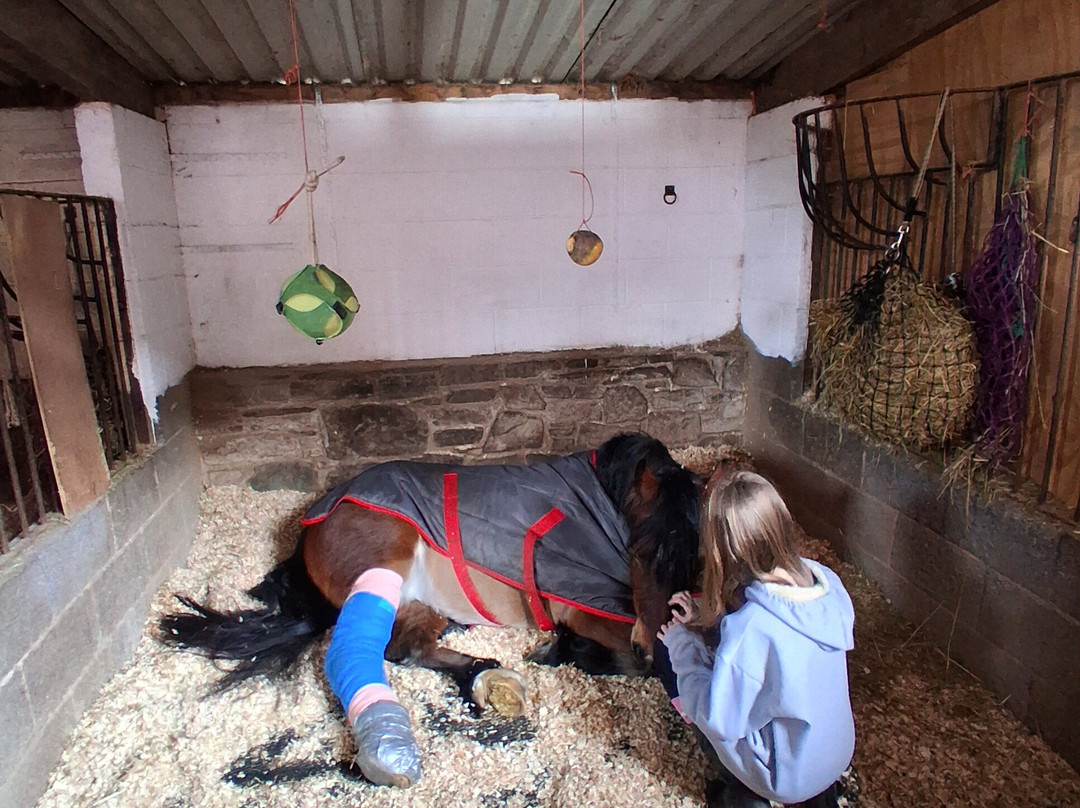 Bridlewood Equestrian Centre-Gwespyr必去景点