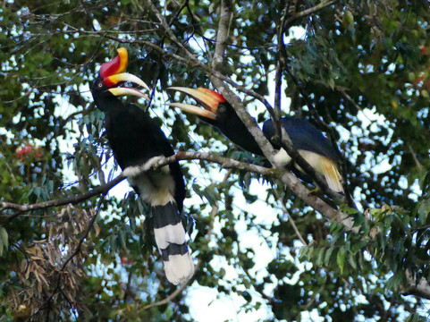 1StopBorneo Wildlife-斗湖必去景点