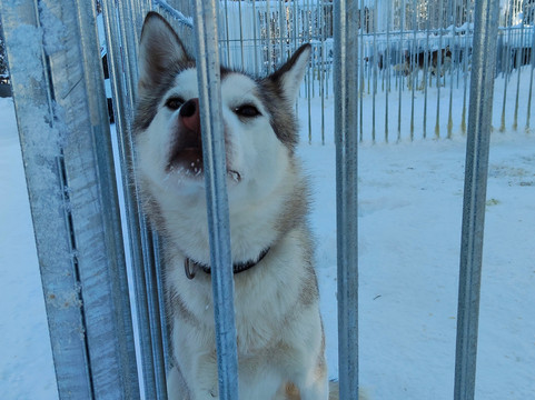 Arctic Circle Husky Park-罗瓦涅米必去景点