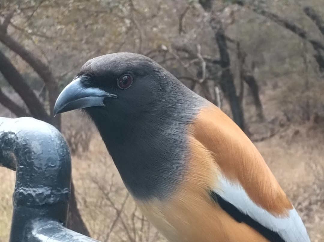 Trip To Ranthambore-瑟瓦伊马托布尔必去景点