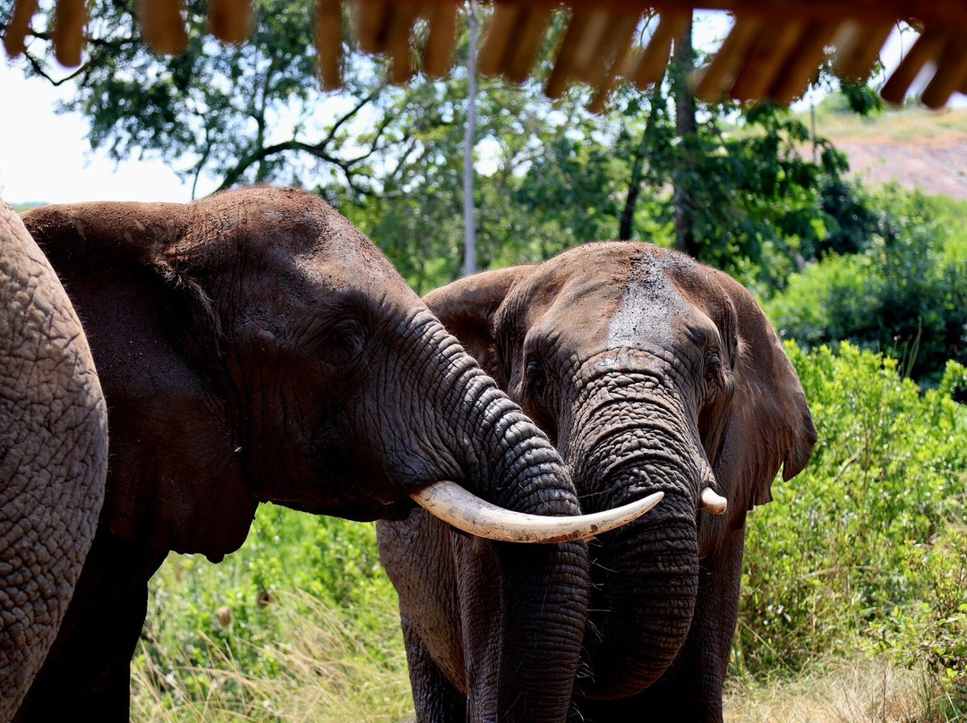 Elephant Whispers-雾观必去景点