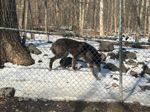 Lakota Wolf Preserve-Columbia必去景点