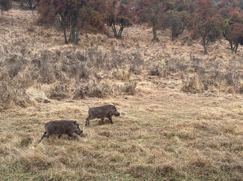 Bale Mountains Trekking Tours-Bale Robe必去景点