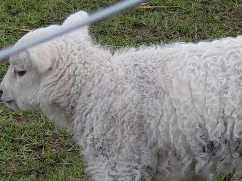 Willow Tree Family Farm-Shirebrook必去景点