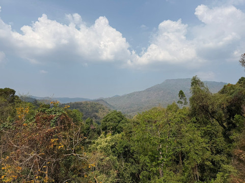 Canopy Walkway-夜林必去景点