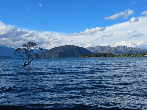 That Wanaka Tree-瓦纳卡必去景点