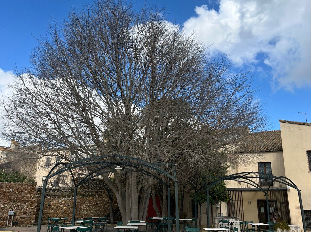 Claustro y convento de santo Domingo-Pollenca必去景点