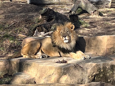 Brookfield Zoo-Brookfield必去景点
