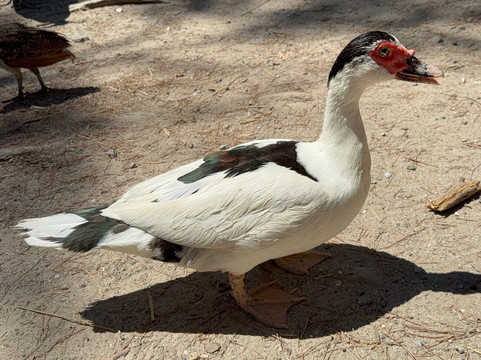 Plaka Forest-Kós必去景点