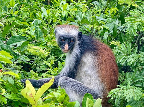 B Zanzibar-石头城必去景点