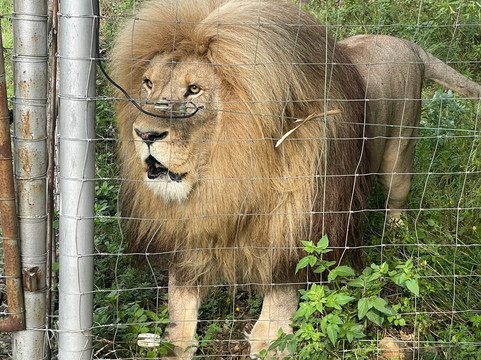Glen Garriff Lion Conservation Npc-哈利史密斯必去景点