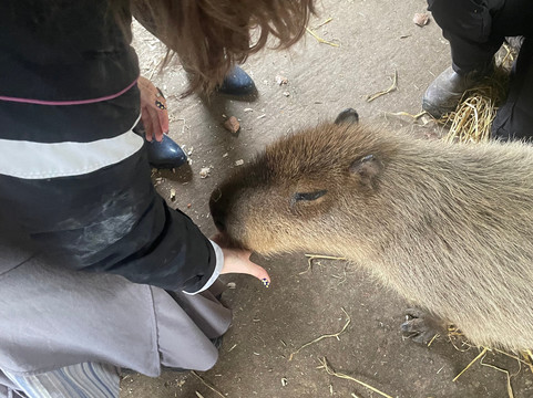 Secret Valley Wildlife Park-韦克斯福德必去景点
