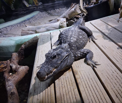 Camel Creek Family Adventure Park-Wadebridge必去景点