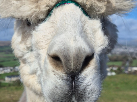 Wreay Syke Alpacas-肯德尔必去景点