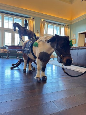 蝾螈温泉度假村-官方