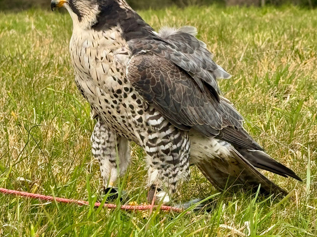 Dublin Falconry-Castleknock必去景点