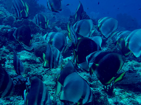 La Galigo Liveaboard-科莫多必去景点