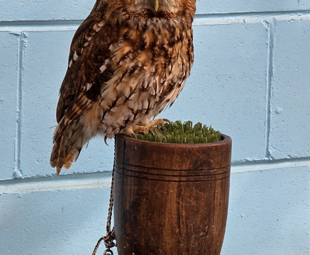 Hall Place & Gardens-Bexley必去景点