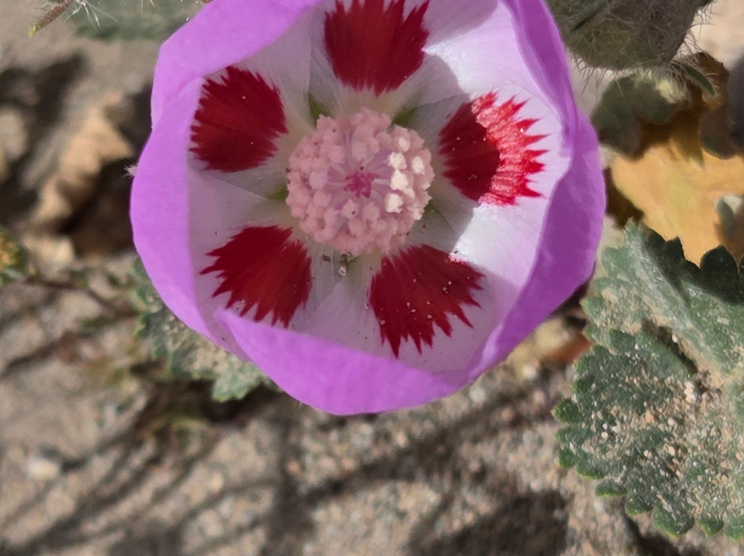 Mountain Travel Sobek-埃默里维尔必去景点