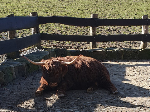 Heimat-Tierpark Olderdissen-比勒费尔德必去景点