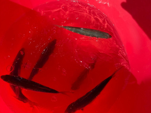 Fish On-San Bartolome de Tirajana必去景点