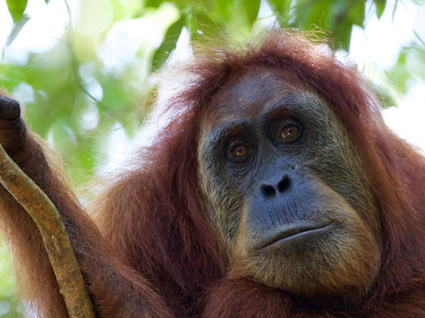 Bukit Lawang Travel-武吉拉旺必去景点