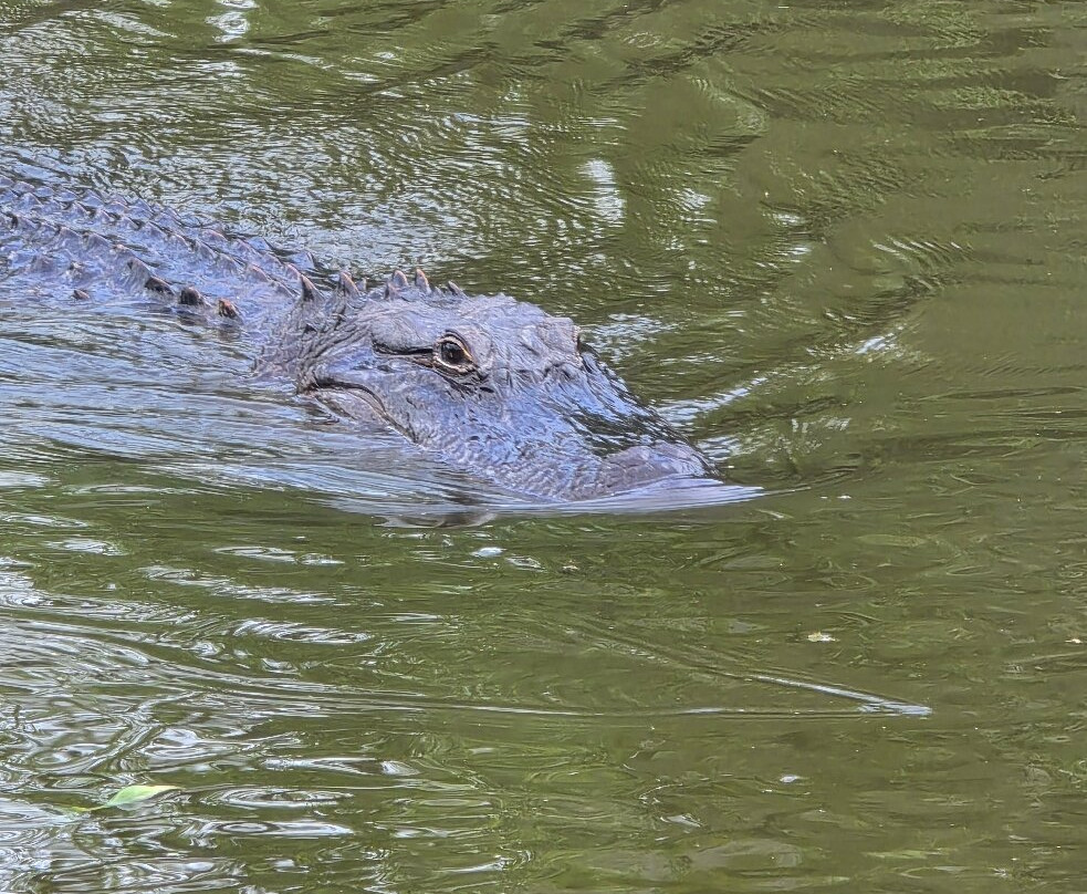 Zam's Bayou Swamp Tours-Kraemer必去景点