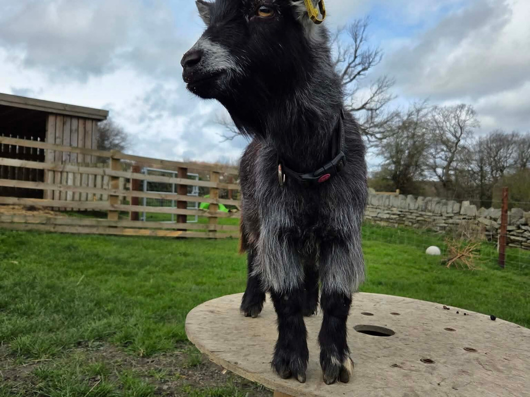 Walking the goats at Lower Coates-巴恩斯利必去景点