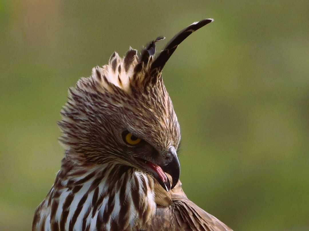 Eddy's Expeditions-加勒必去景点