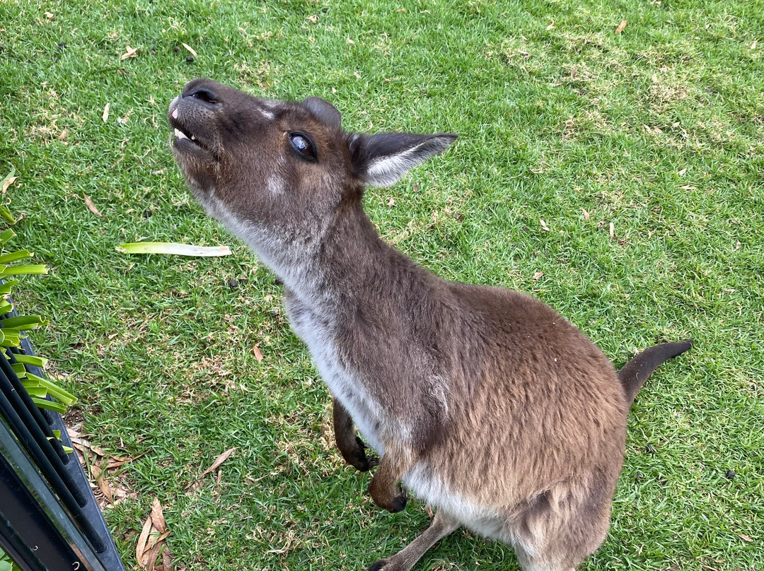 Glen-Forest Tourist Park & Vineyard-Port Lincoln必去景点