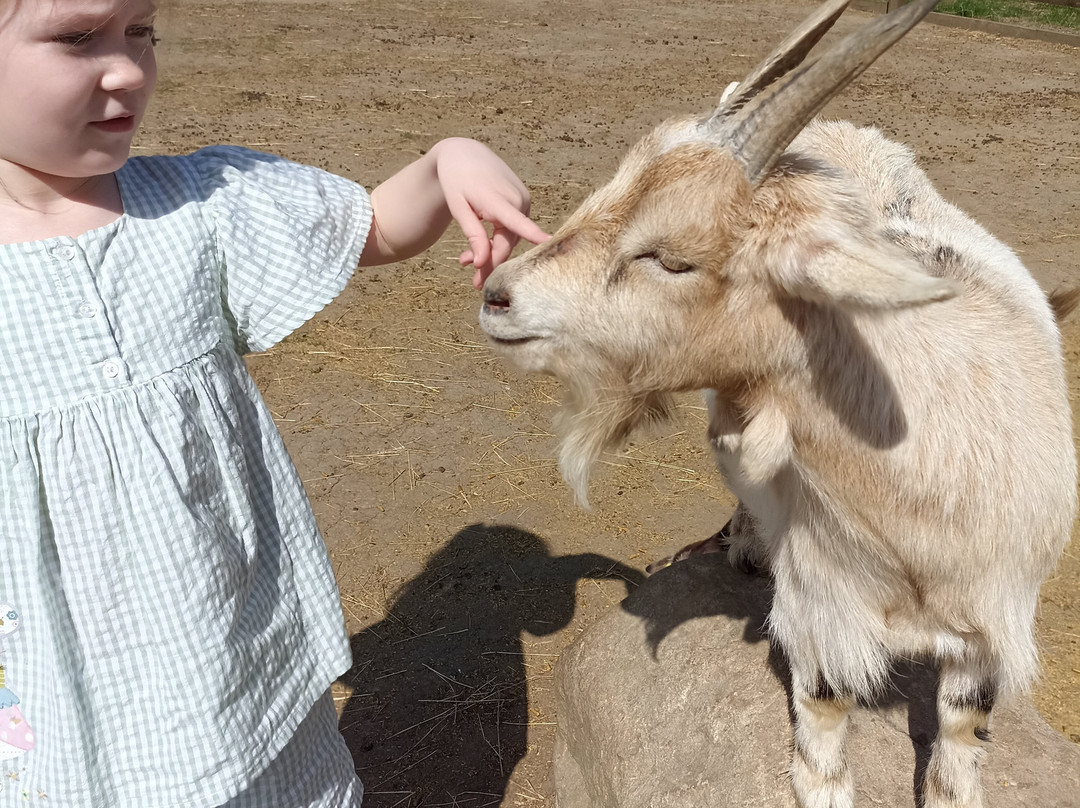 Stantons Farm - Petting Farm-Black Notley必去景点