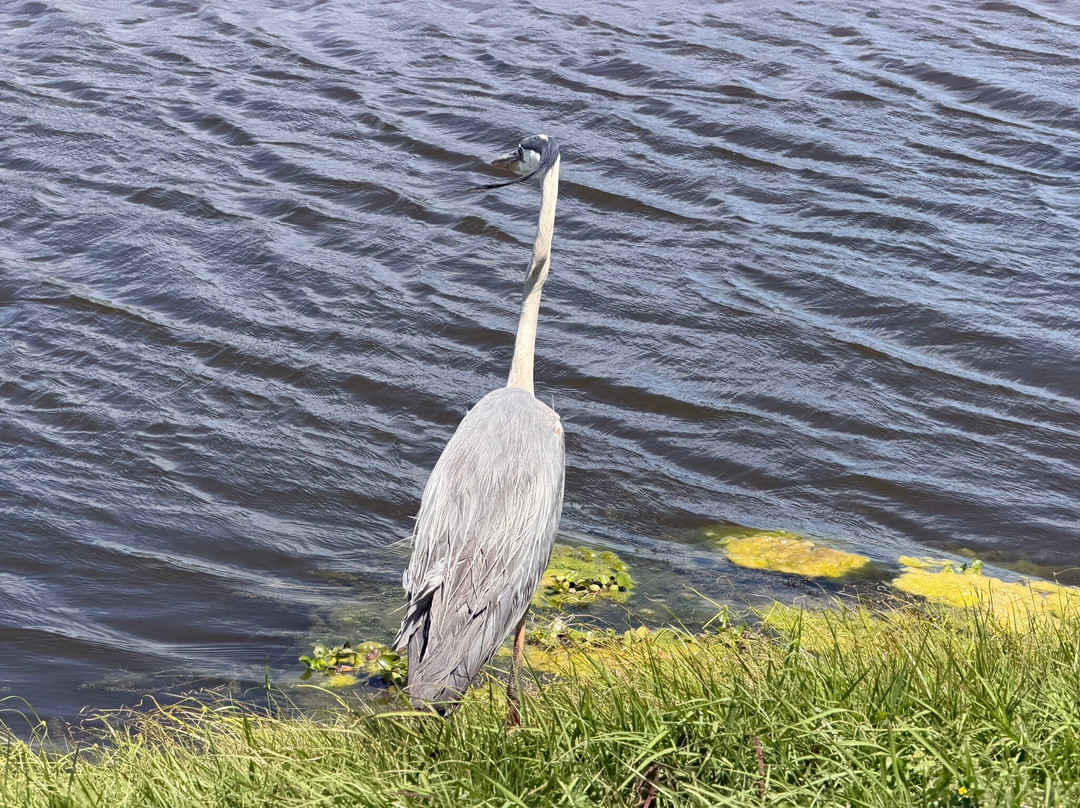 Lake Apopka Wildlife Drive-Apopka必去景点