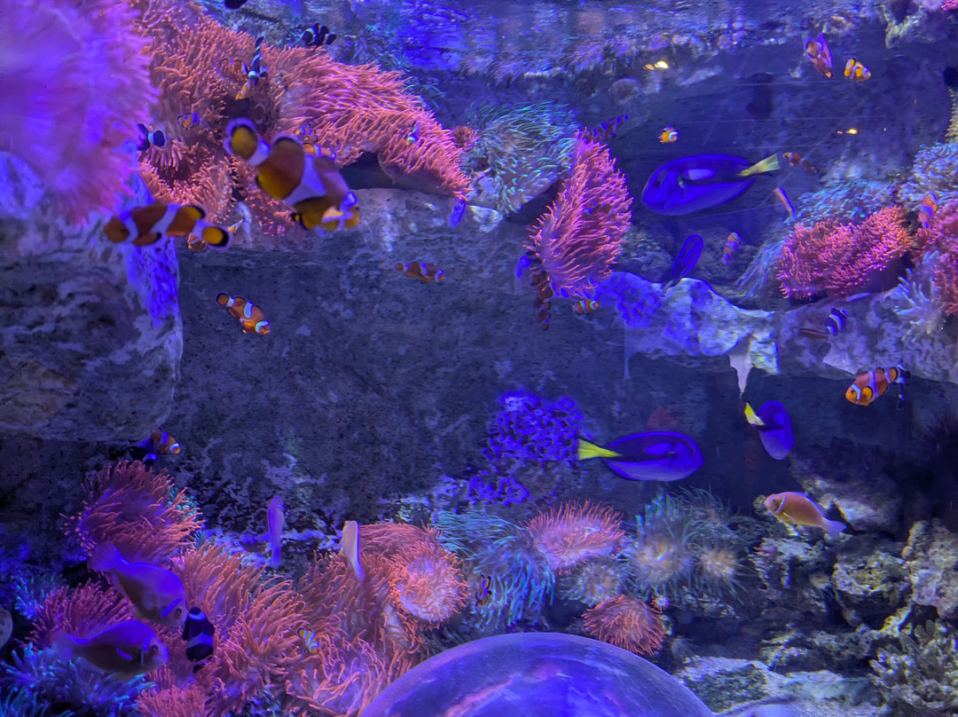 Seaquarium Institut Marin-勒格罗迪鲁瓦必去景点