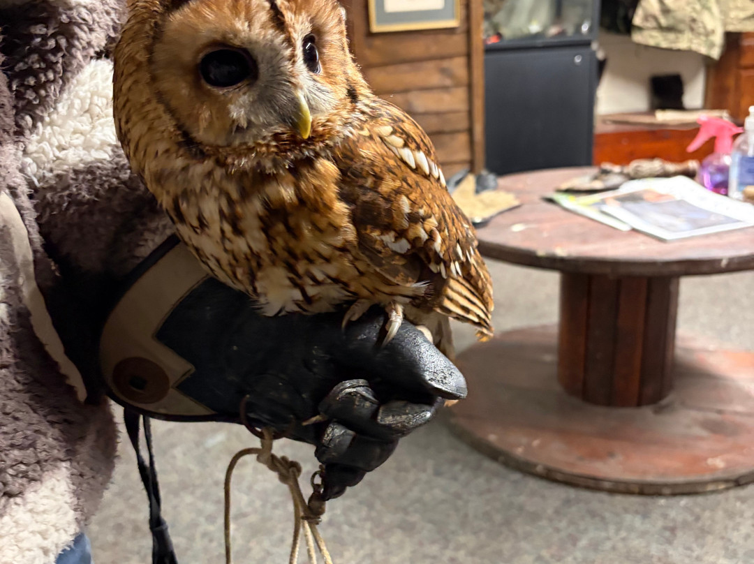 Riverside Falconry-纽卡斯尔必去景点