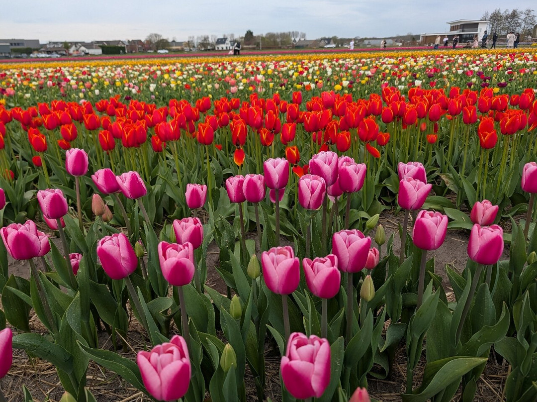 Tulip Experience Amsterdam-诺德韦克豪特必去景点