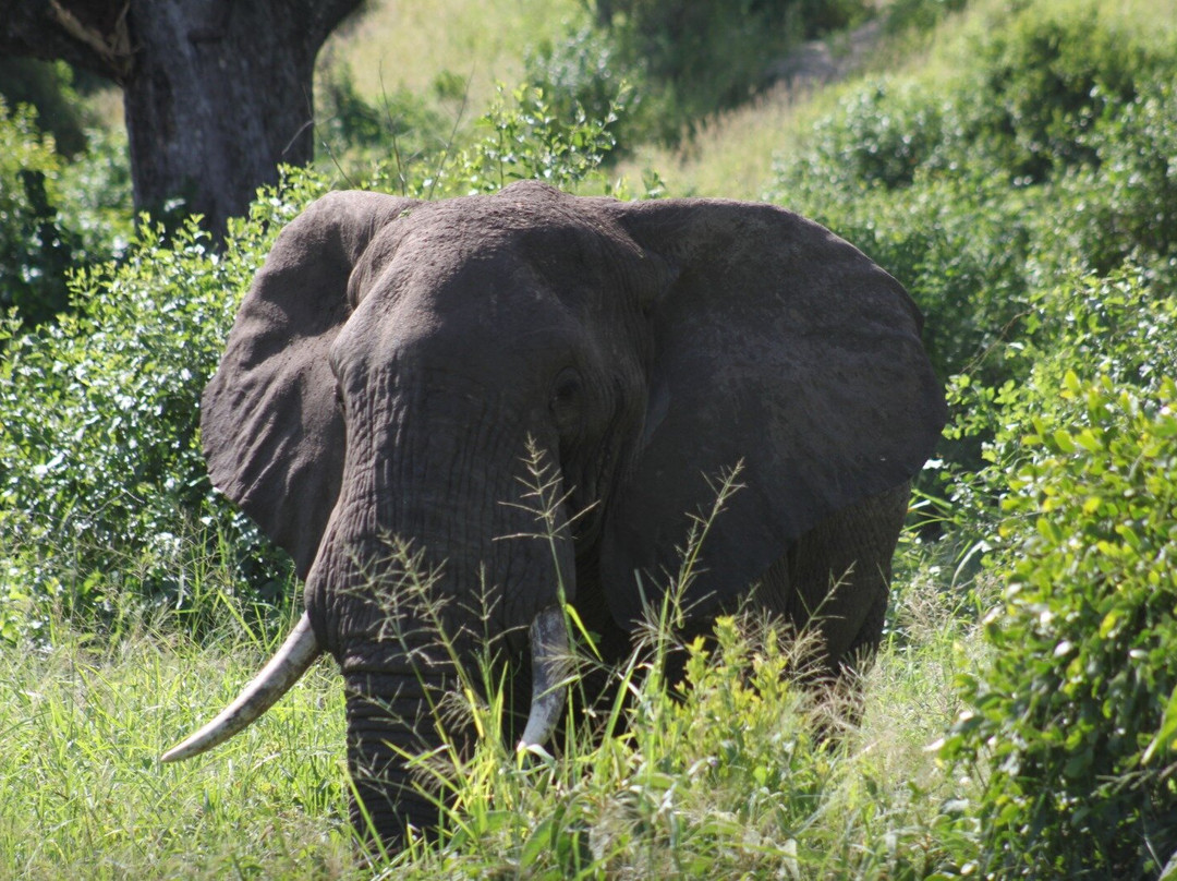 Wild Authentic Tanzania-阿鲁沙必去景点