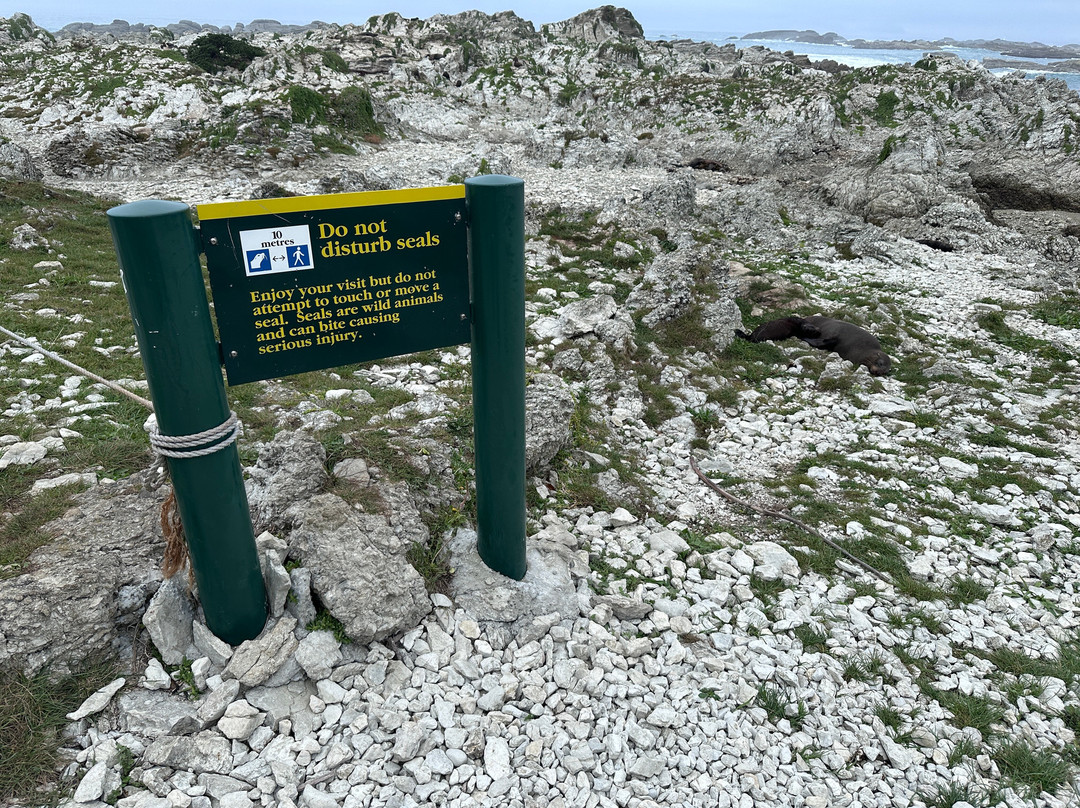 凯库拉毛皮海狮聚集区-Kaikoura必去景点
