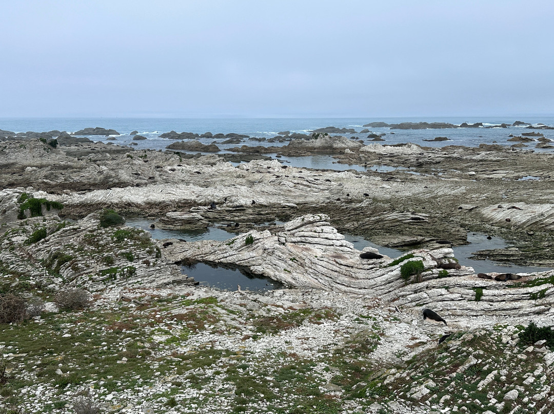 凯库拉毛皮海狮聚集区-Kaikoura必去景点