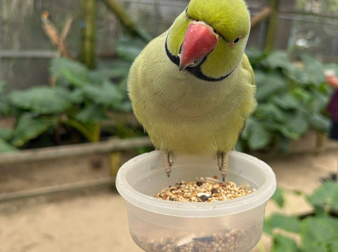 Parotte Ville Bird Sanctuary-圣马丁岛必去景点