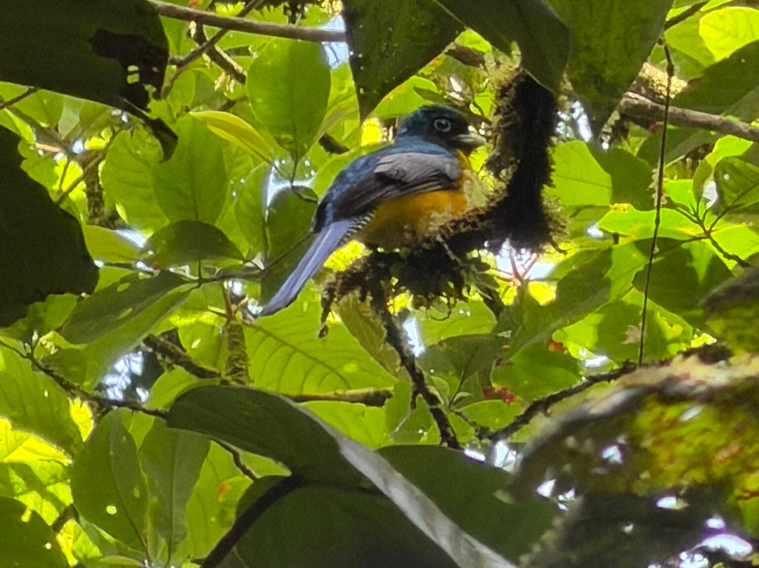 Heliconias Hanging Bridges Trails-Bijagua de Upala必去景点