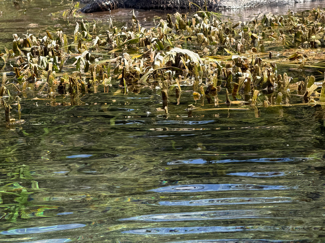 Kayaking Silver Springs-Silver Springs必去景点