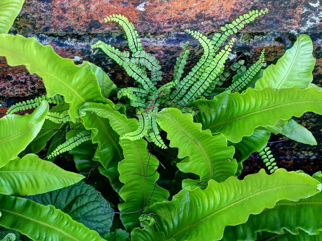 Forde Abbey & Gardens-Chard必去景点